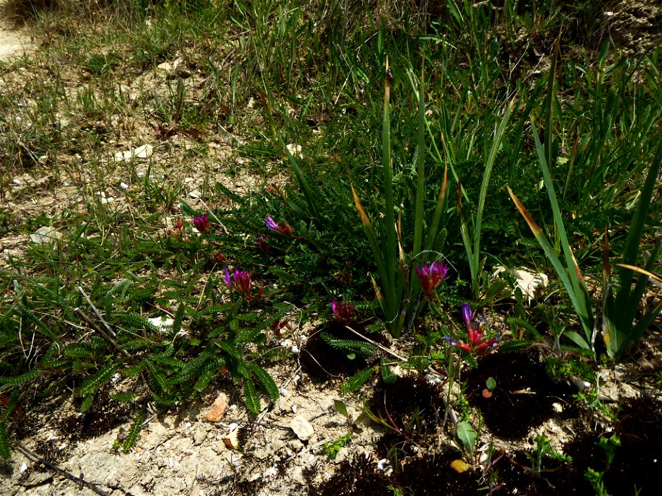Astragalus monspessulanus L., 1753