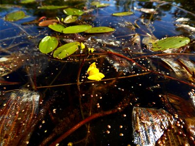 Utricularia australis R.Br., 1810