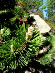 Pinus mugo subsp. uncinata (Ramond ex DC.) Domin, 1936
