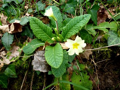 Primula vulgaris Huds., 1762