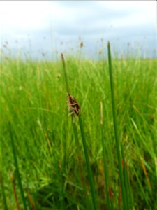Eleocharis uniglumis (Link) Schult., 1824