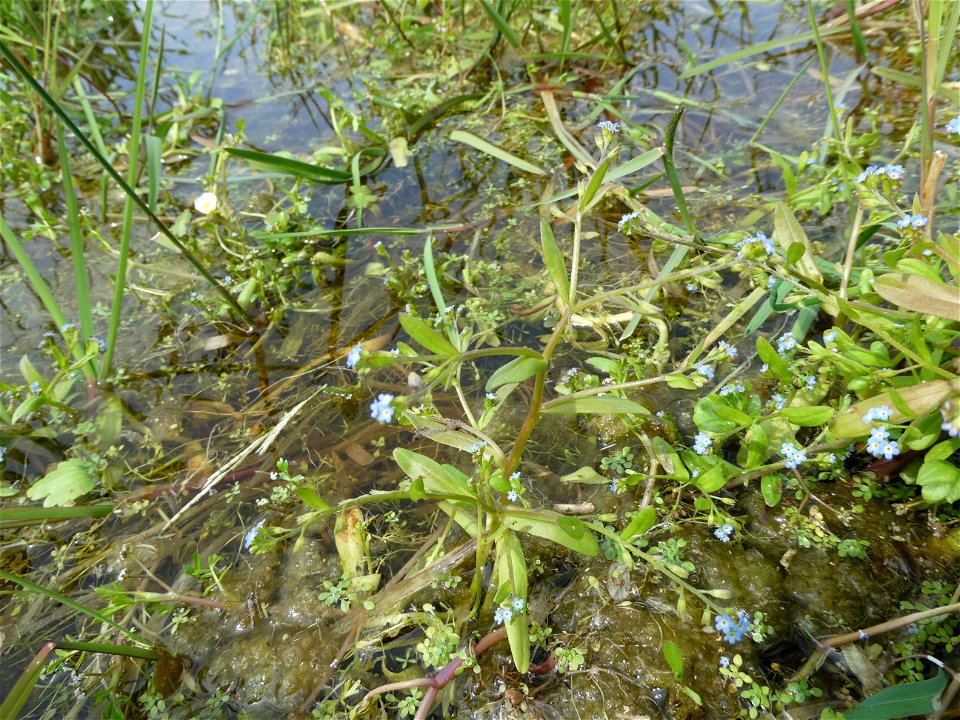 Myosotis sicula Guss., 1843
