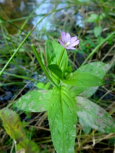 Epilobium montanum L., 1753