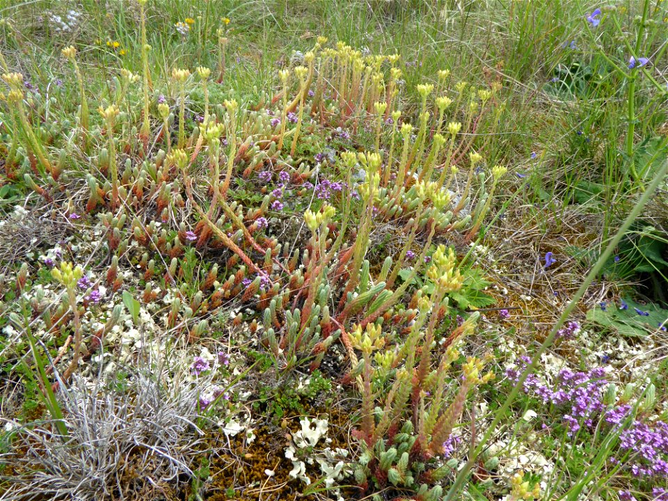 Sedum ochroleucum Chaix, 1785