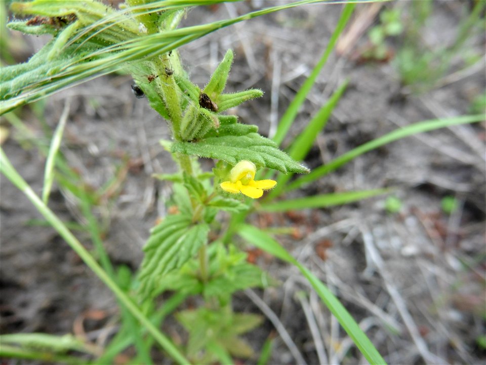 Parentucellia viscosa (L.) Caruel, 1885