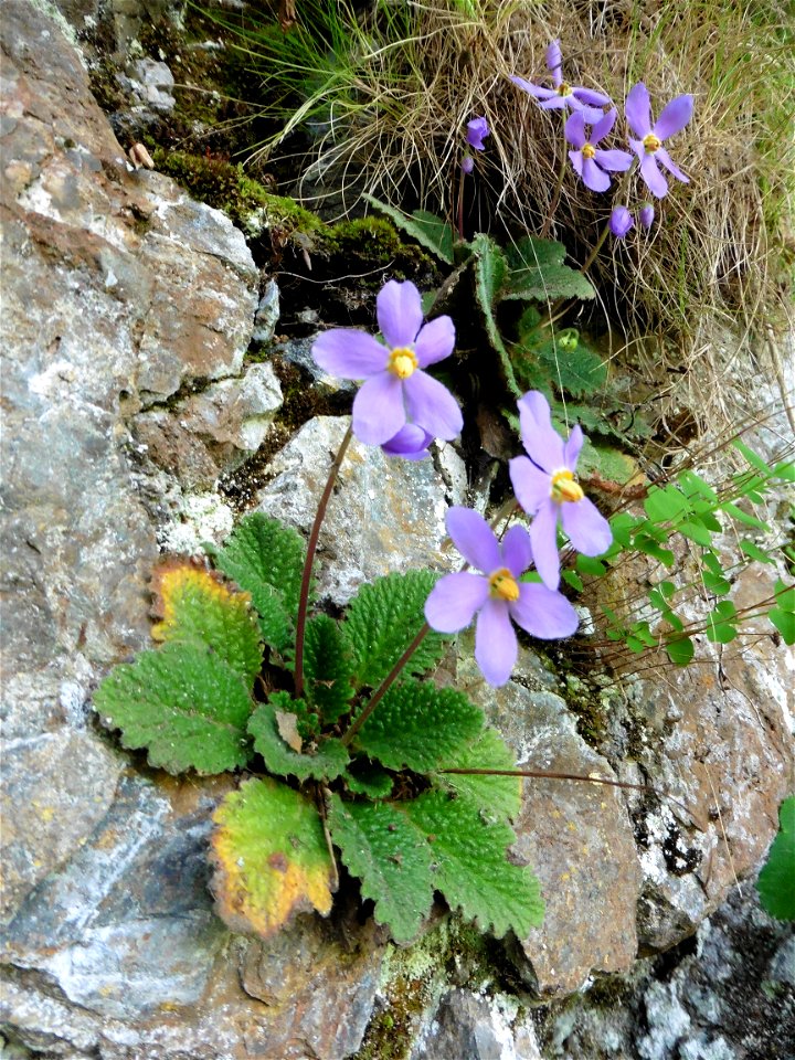 Ramonda myconi (L.) Rchb., 1831