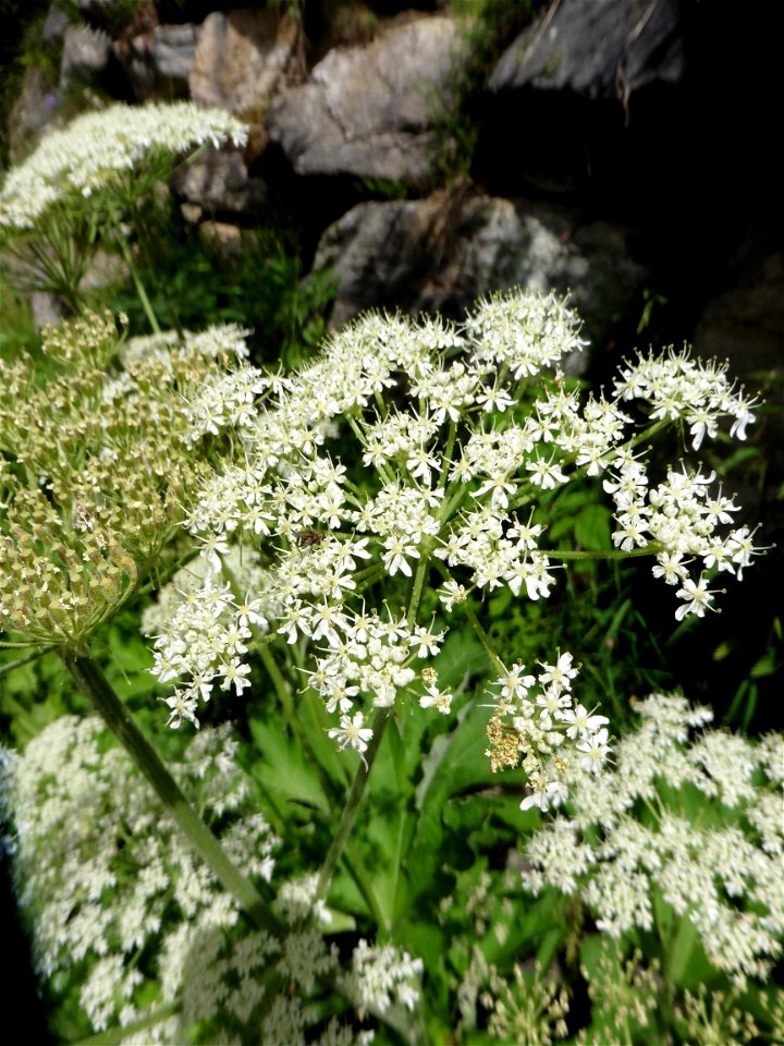 Heracleum pyrenaicum Lam., 1785