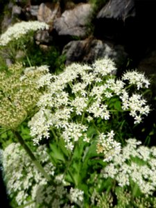 Heracleum pyrenaicum Lam., 1785