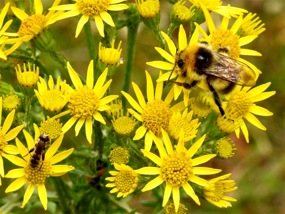 Veldhommel en menuetzweefvlieg