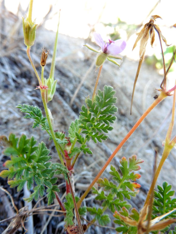 Erodium cf. lebelii Jord., 1852