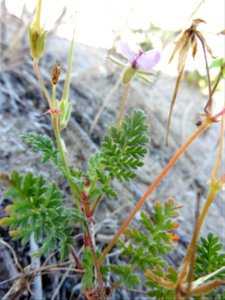 Erodium cf. lebelii Jord., 1852