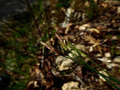 Carex halleriana Asso, 1779