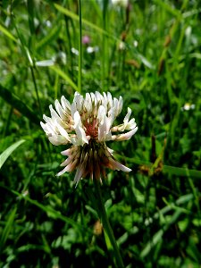 Trifolium repens L., 1753