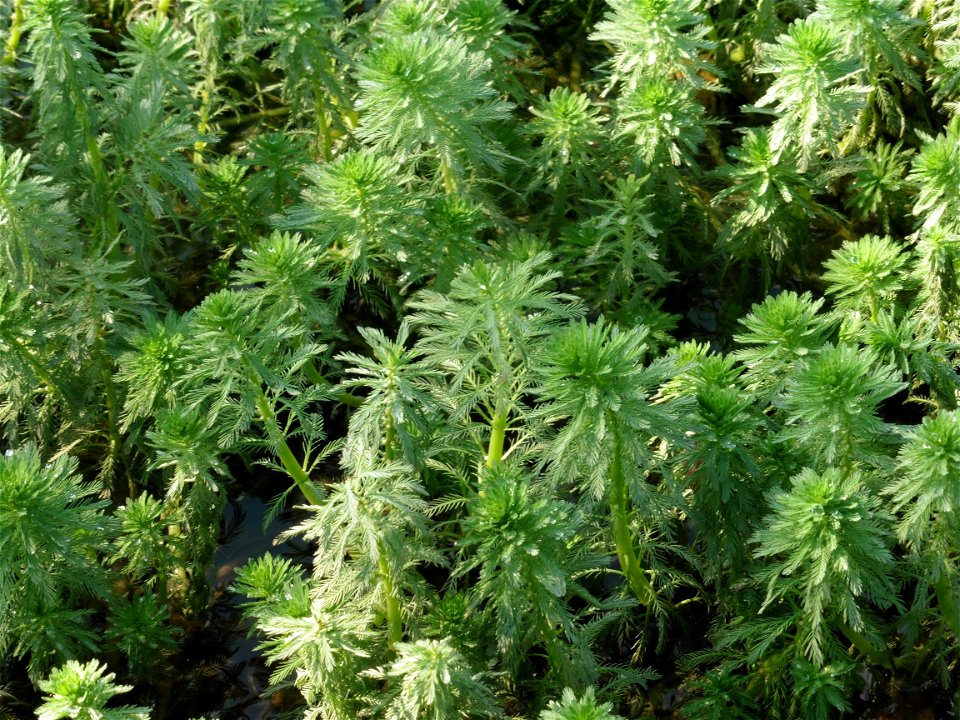 Myriophyllum aquaticum (Vell.) Verdc., 1973