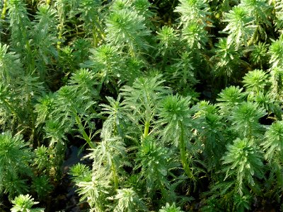 Myriophyllum aquaticum (Vell.) Verdc., 1973