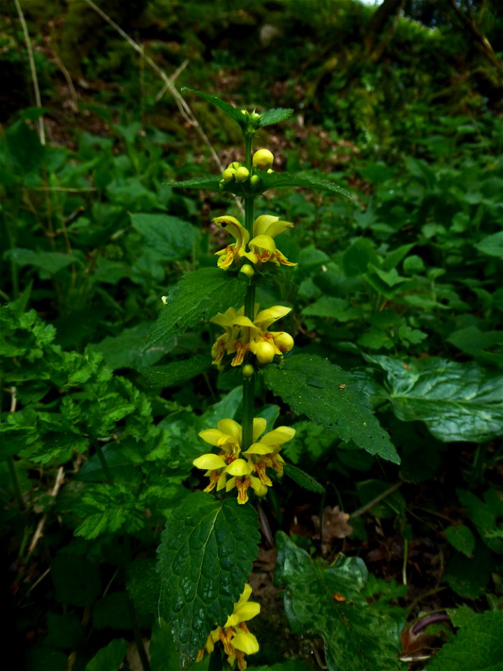Lamium galeobdolon subsp. montanum (Pers.) Hayek, 1929