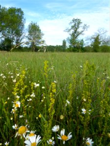 Prairie mésohygrophile remarquable