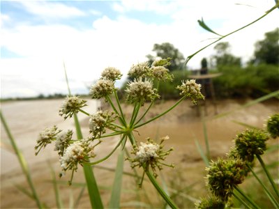 Oenanthe foucaudii Tess., 1884