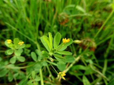 Trifolium micranthum Viv., 1824