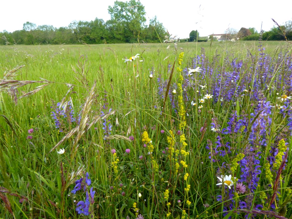 Prairie mésohygrophile remarquable