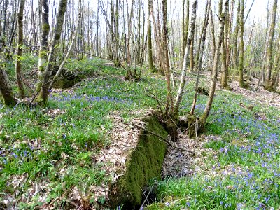 Hyacinthoides non-scripta (L.) Chouard ex Rothm., 1944