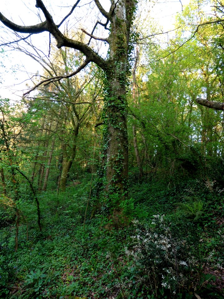 Fagus sylvatica L., 1753