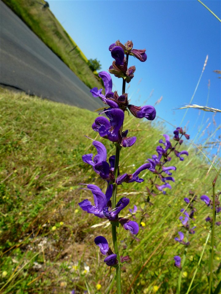 Salvia pratensis L., 1753 photo