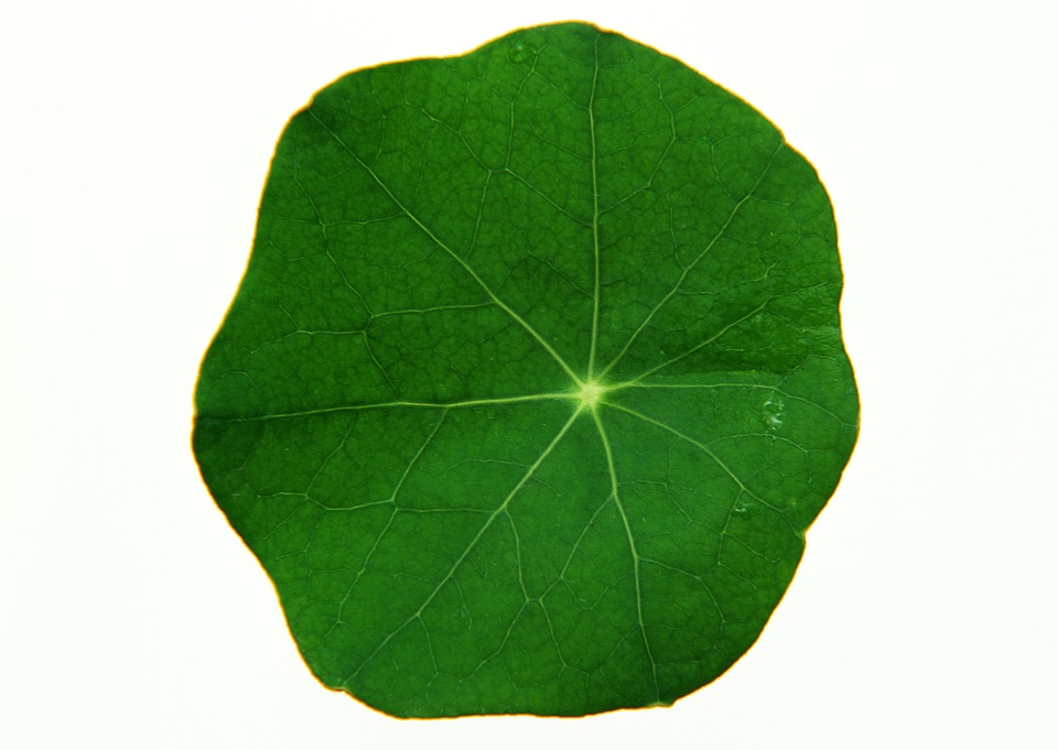 pothos