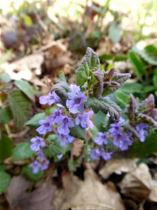 Glechoma hederacea L., 1753