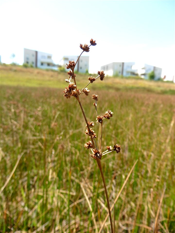 Juncus subnodulosus Schrank, 1789