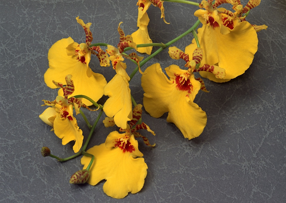 Yellow Orchid Flower