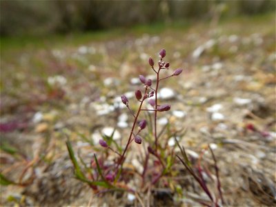 Hornungia procumbens (L.) Hayek, 1925