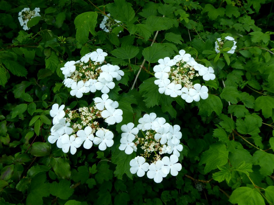 Viburnum opulus L., 1753