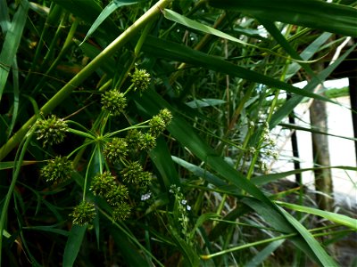 Oenanthe foucaudii Tess., 1884