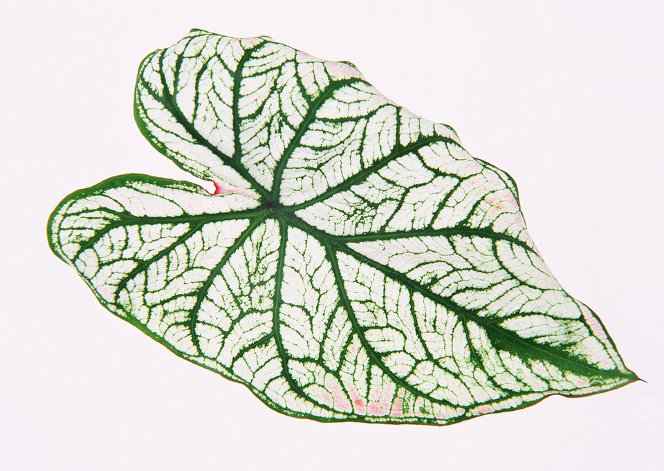 plant for houseplant leaf