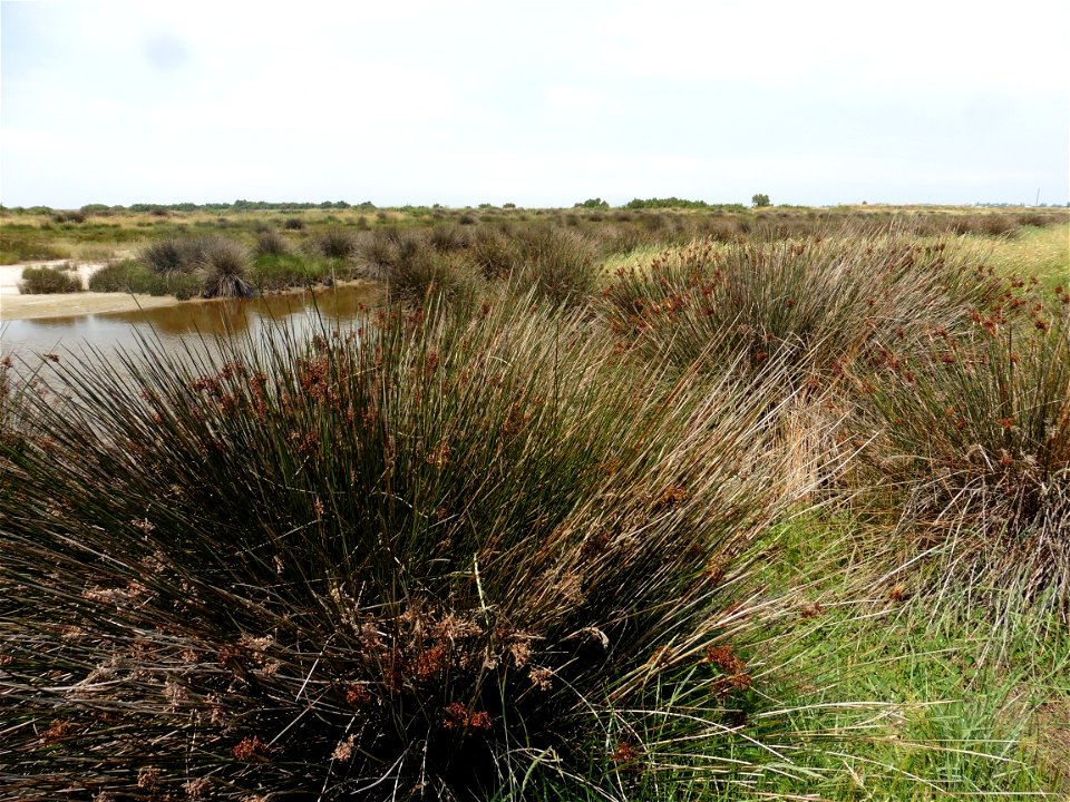 Juncus acutus L., 1753
