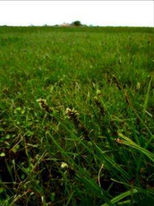 Carex otrubae Podp., 1922