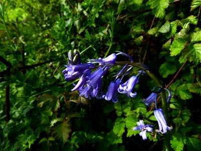 Hyacinthoides non-scripta (L.) Chouard ex Rothm., 1944