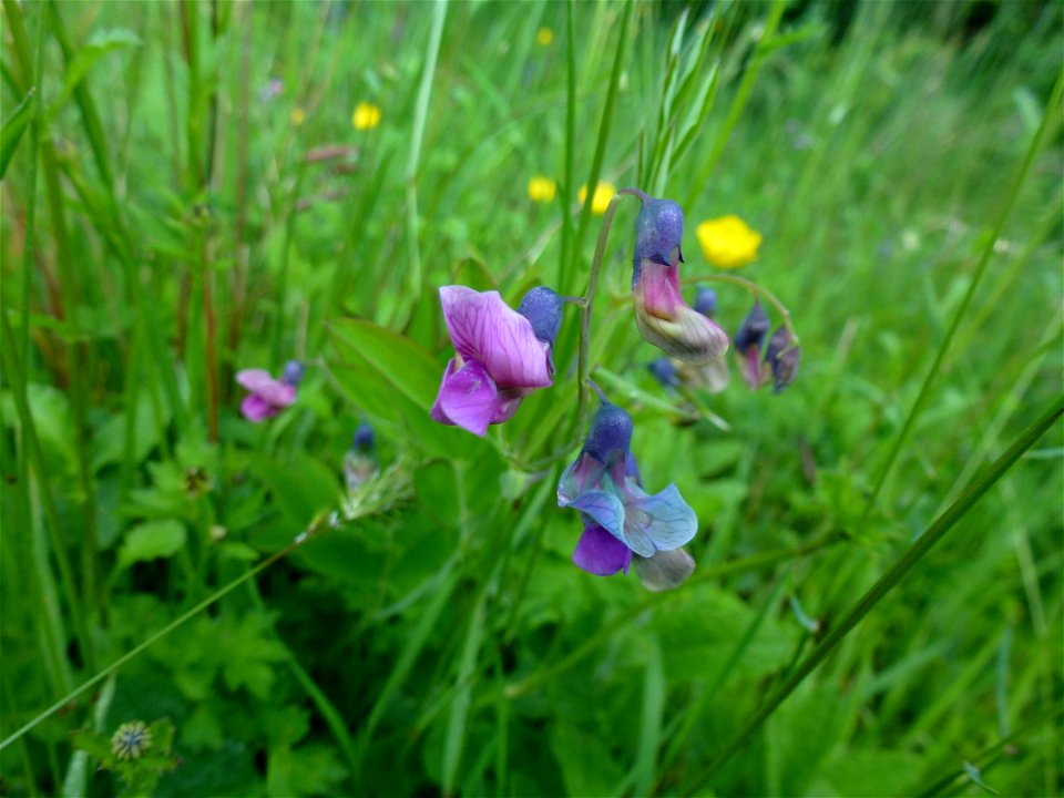 Lathyrus linifolius (Reichard) Bässler, 1971