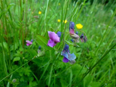 Lathyrus linifolius (Reichard) Bässler, 1971