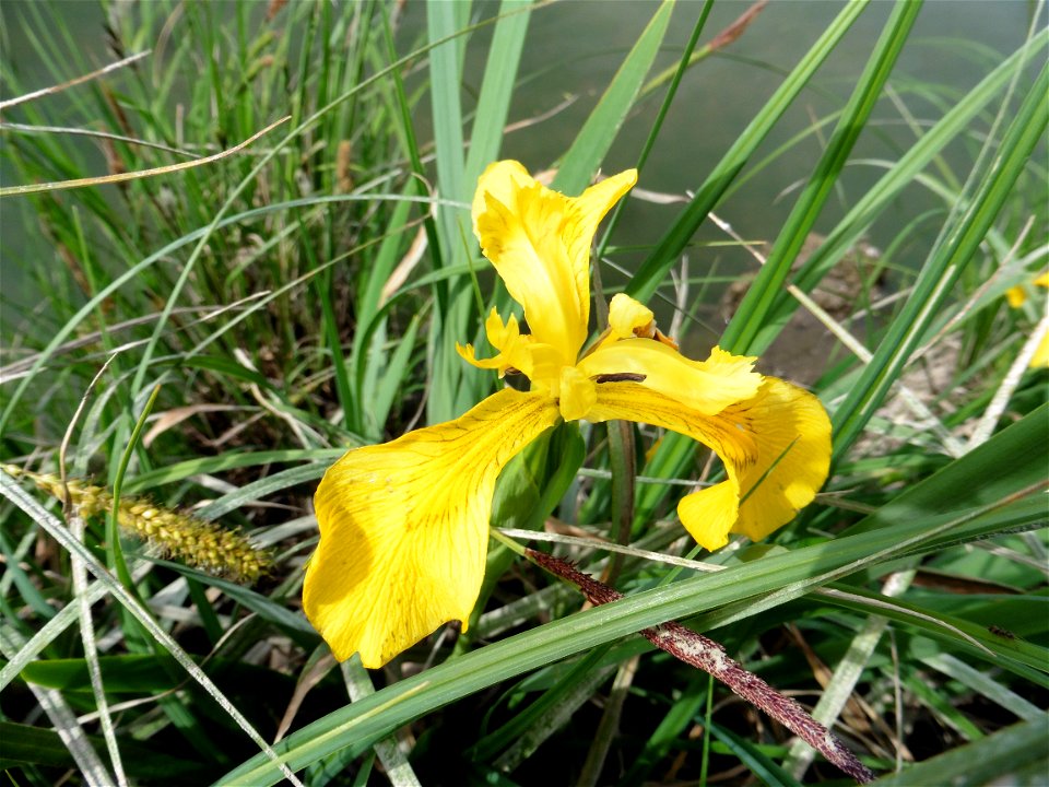 Iris pseudacorus L., 1753