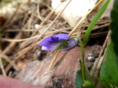 Viola riviniana Rchb., 1823