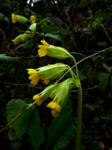 Primula veris L., 1753