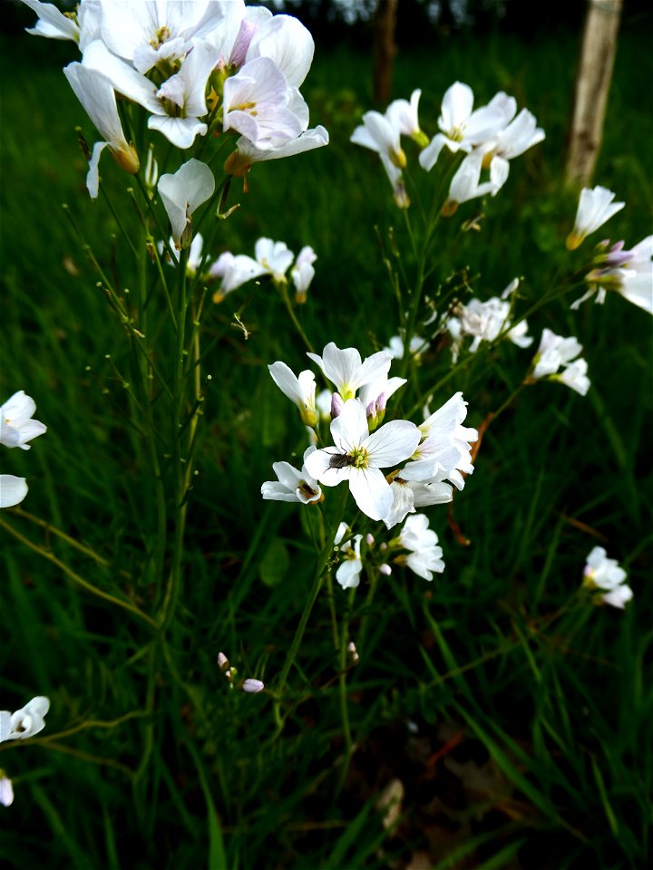 Cardamine pratensis L., 1753