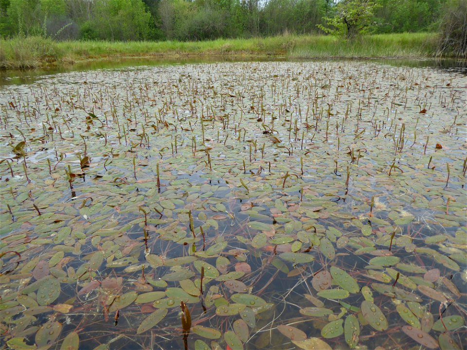 Potamogeton polygonifolius Pourr., 1788