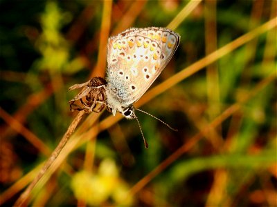 Bruin blauwtje
