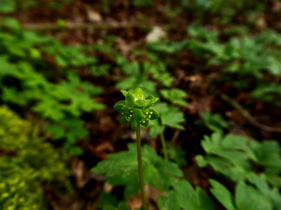 Adoxa moschatellina L., 1753