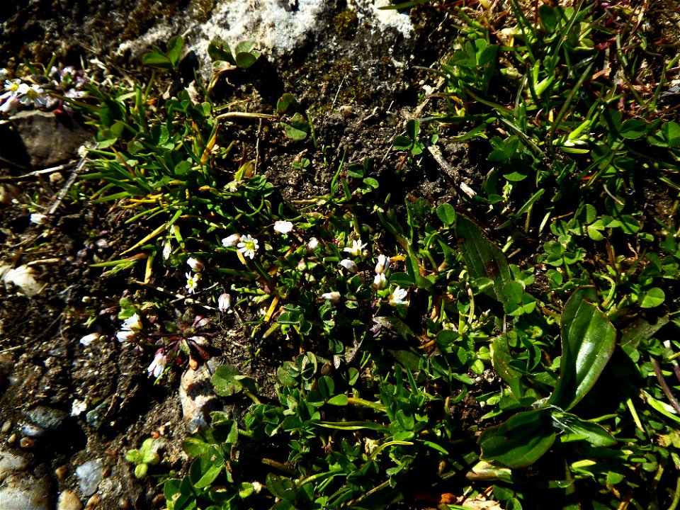 Draba verna L., 1753