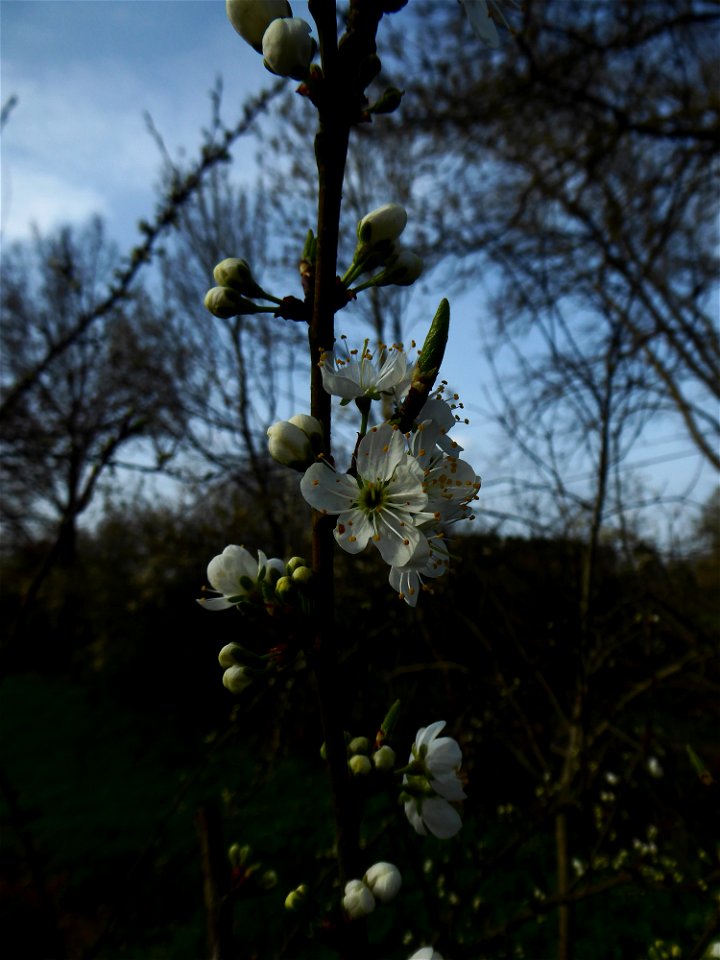 Prunus sp. 'Mirabelle'