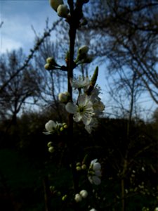 Prunus sp. 'Mirabelle'
